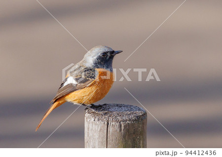 愛らしい仕草の冬鳥 ジョウビタキ 愛らしい仕草の冬鳥 ジョウビタキ 94412436