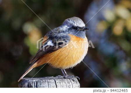 愛らしい仕草の冬鳥 ジョウビタキ 94412465