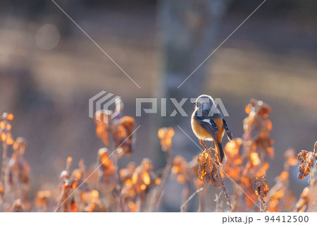 愛らしい仕草の冬鳥 ジョウビタキ 愛らしい仕草の冬鳥 ジョウビタキ 94412500