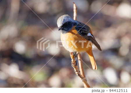 愛らしい仕草の冬鳥 ジョウビタキ 94412511
