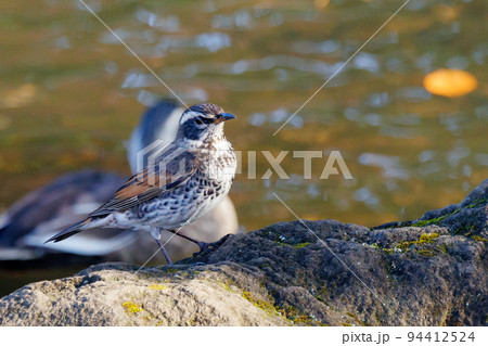 夏になって渡りで姿を消すと鳴き声が聞こえなくなることからツグミの名が付いた冬鳥 夏になって渡りで姿を消すと鳴き声が聞こえなくなることからツグミの名が付いた冬鳥 94412524