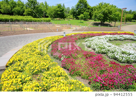 初夏の公園 ビオラの花壇 初夏の公園 ビオラの花壇 94412555