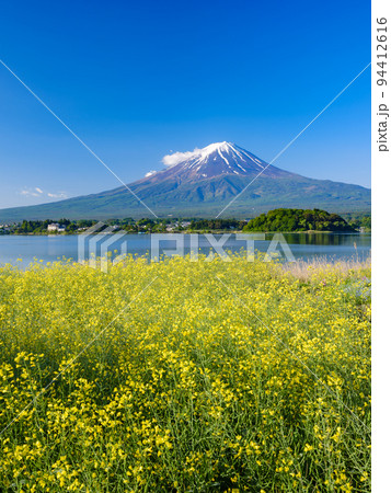 山梨富士山_ハルザキヤマガラシの風景 94412616