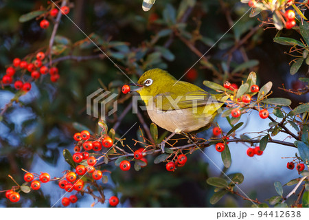 ウグイスと間違われる緑色の体と白い眼鏡が特徴の鳥メジロ 94412638