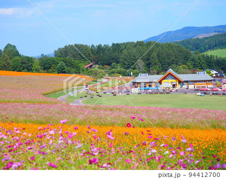 北海道の絶景 太陽の丘えんがる公園のコスモス畑 北海道の絶景 太陽の丘えんがる公園のコスモス畑 94412700