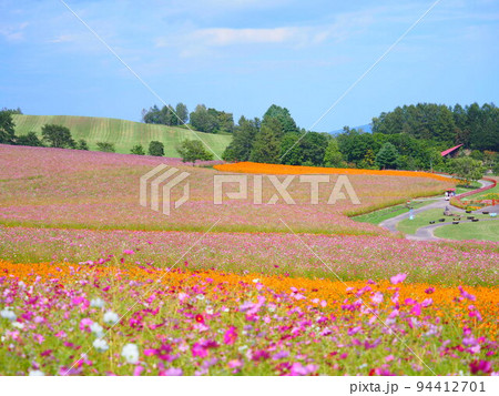 北海道の絶景 太陽の丘えんがる公園のコスモス畑 94412701