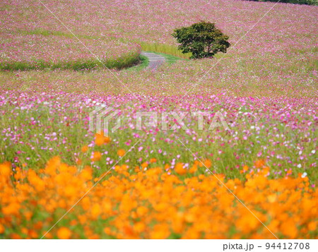 北海道の絶景 太陽の丘えんがる公園のコスモス畑 94412708