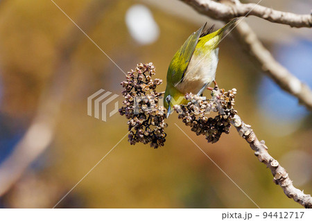 ウグイスと間違われる緑色の体と白い眼鏡が特徴の鳥メジロ ウグイスと間違われる緑色の体と白い眼鏡が特徴の鳥メジロ 94412717