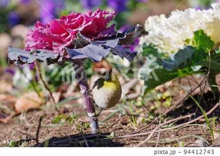 ウグイスと間違われる緑色の体と白い眼鏡が特徴の鳥メジロ ウグイスと間違われる緑色の体と白い眼鏡が特徴の鳥メジロ 94412743