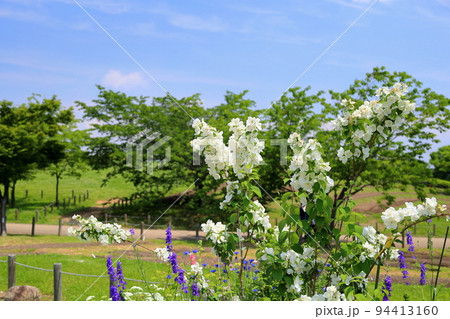 バイカウツギの花 94413160