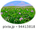 ジャガイモの花咲く丘 94413818