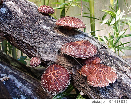 原木栽培のシイタケ 94413832