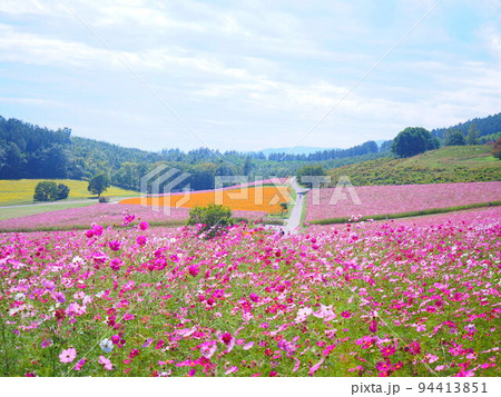 北海道の絶景 太陽の丘えんがる公園のコスモス畑 94413851