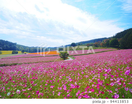 北海道の絶景 太陽の丘えんがる公園のコスモス畑 北海道の絶景 太陽の丘えんがる公園のコスモス畑 94413853