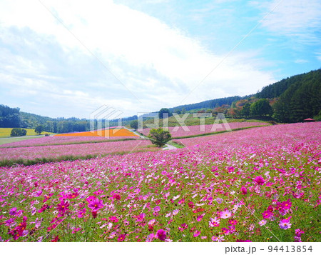 北海道の絶景 太陽の丘えんがる公園のコスモス畑 北海道の絶景 太陽の丘えんがる公園のコスモス畑 94413854