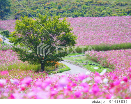 北海道の絶景 太陽の丘えんがる公園のコスモス畑 94413855