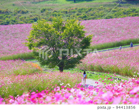 北海道の絶景 太陽の丘えんがる公園のコスモス畑 94413856