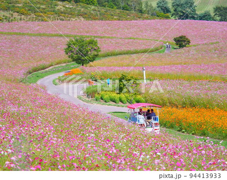 北海道の絶景 太陽の丘えんがる公園のコスモス畑 94413933