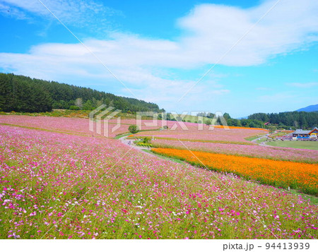 北海道の絶景 太陽の丘えんがる公園のコスモス畑 94413939