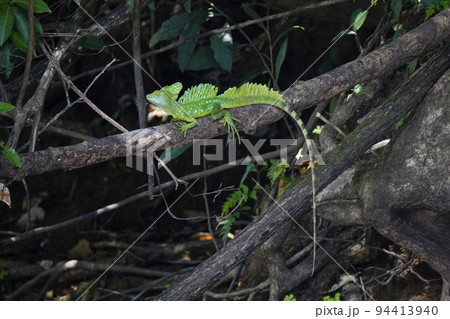 グリーンバシリスク 94413940