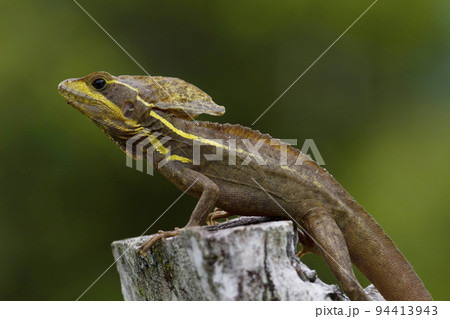 ブラウンバシリスク 94413943