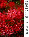 赤くきらめく彼岸花 94413951