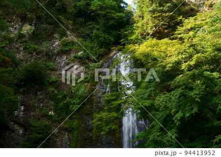木々に囲まれ、雄大に流れる箕面大滝 94413952