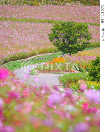 北海道の絶景 太陽の丘えんがる公園のコスモス畑 北海道の絶景 太陽の丘えんがる公園のコスモス畑 94413970