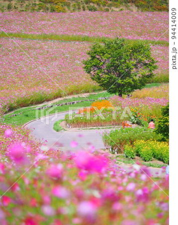 北海道の絶景 太陽の丘えんがる公園のコスモス畑 北海道の絶景 太陽の丘えんがる公園のコスモス畑 94414009