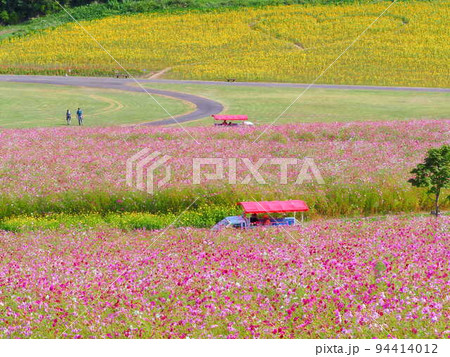 北海道の絶景 太陽の丘えんがる公園のコスモス畑 94414012