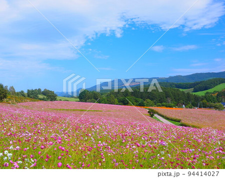北海道の絶景 太陽の丘えんがる公園のコスモス畑 94414027