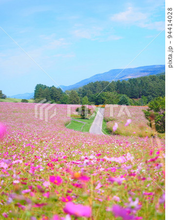北海道の絶景 太陽の丘えんがる公園のコスモス畑 94414028