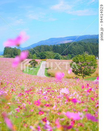 北海道の絶景 太陽の丘えんがる公園のコスモス畑 94414029