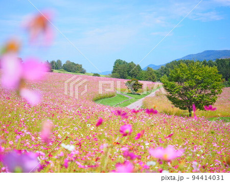 北海道の絶景 太陽の丘えんがる公園のコスモス畑 北海道の絶景 太陽の丘えんがる公園のコスモス畑 94414031