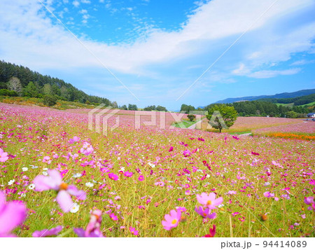 北海道の絶景 太陽の丘えんがる公園のコスモス畑 94414089
