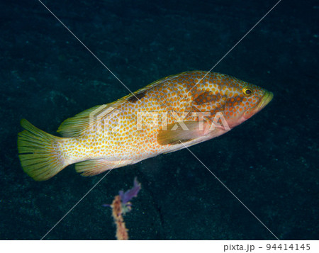 キジハタ 94414145