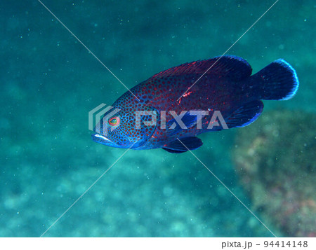 アザハタの幼魚 アザハタの幼魚 94414148