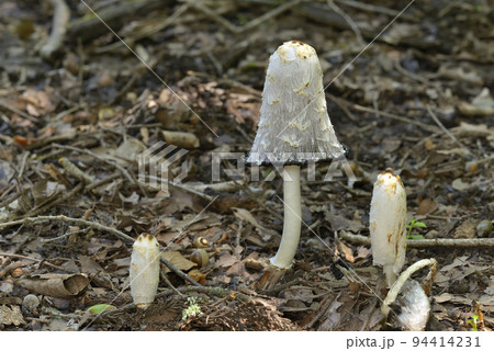 ササクレヒトヨタケ 94414231