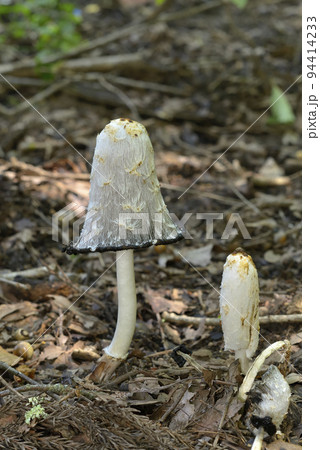ササクレヒトヨタケ 94414233