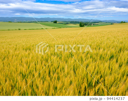 北海道美瑛_小麦畑の風景 北海道美瑛_小麦畑の風景 94414237