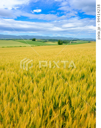 北海道美瑛_小麦畑の風景 94414238