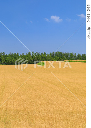 北海道美瑛_小麦畑の風景 94414246