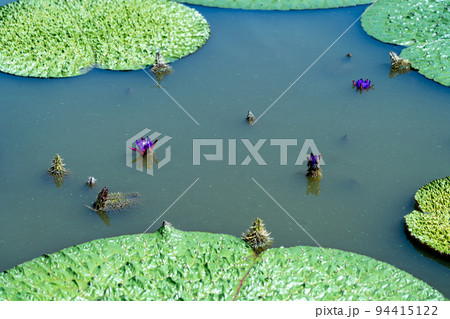 大きなトゲトゲがいっぱいのオニバスの花と葉 94415122