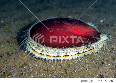 ツキヒガイの生態写真 94415176