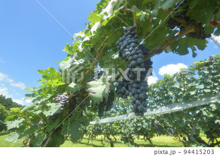 北杜市白州町、醸造用ブドウ実る 北杜市白州町、醸造用ブドウ実る 94415203