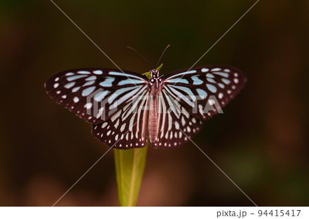 蝶　リュウキュウアサギマダラ　飛ぶ　飛翔　横構図　01 94415417