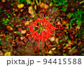 彼岸花 94415588