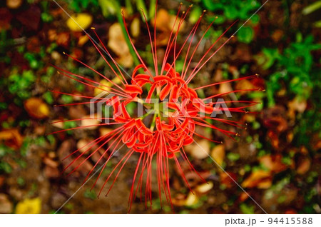 彼岸花 彼岸花 94415588