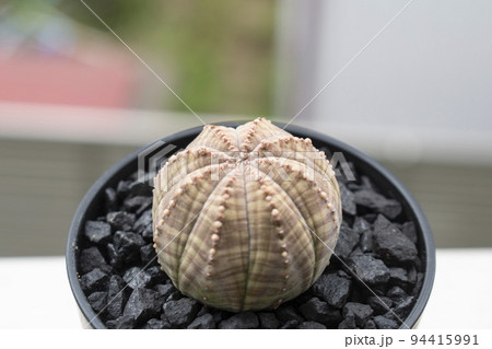 自宅の外で管理する塊根植物オベサ 自宅の外で管理する塊根植物オベサ 94415991