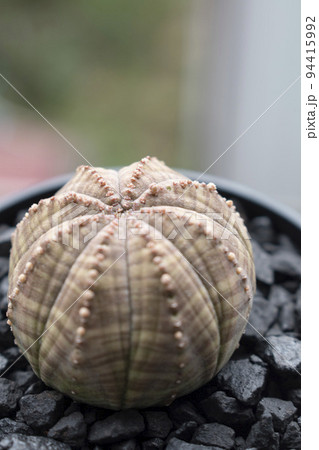 自宅の外で管理する塊根植物オベサ 自宅の外で管理する塊根植物オベサ 94415992